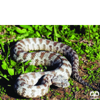 گونه گرزه مار Levantine Viper